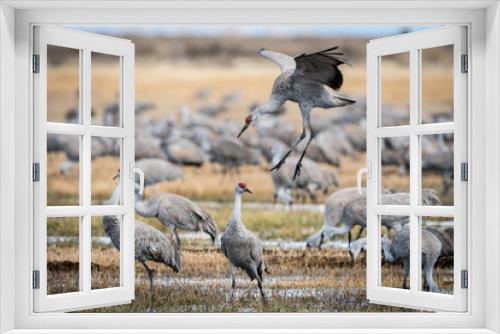 Fototapeta Naklejka Na Ścianę Okno 3D - Sandhill Cranes during the annual spring migration in Monte Vista, Colorado
