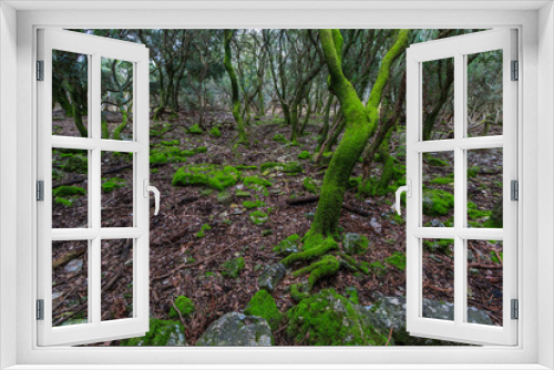 Fototapeta Naklejka Na Ścianę Okno 3D - Enchanted forest on the 