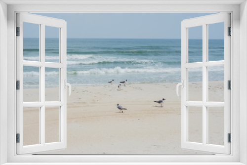 Fototapeta Naklejka Na Ścianę Okno 3D - Seagulls on Assateague Island