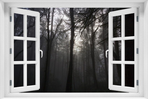 Fototapeta Naklejka Na Ścianę Okno 3D - Fog in a Dense Forest