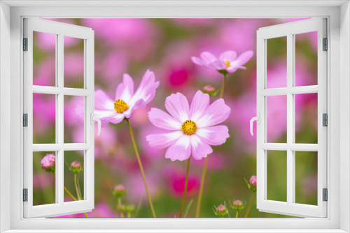 Fototapeta Naklejka Na Ścianę Okno 3D - Cosmos flower field