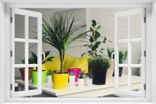Fototapeta Naklejka Na Ścianę Okno 3D - beautiful green plants in colorful pots on wooden table