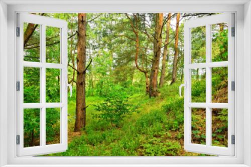 Fototapeta Naklejka Na Ścianę Okno 3D - Gęsty las i wiatrołomy w pochmurny dzień.
