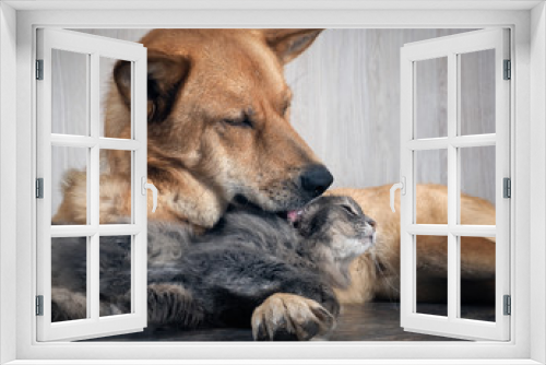 Fototapeta Naklejka Na Ścianę Okno 3D - A huge dog licking a cat