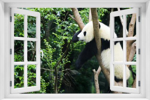 Fototapeta Naklejka Na Ścianę Okno 3D - young panda in a tree 