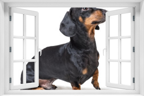 Fototapeta Naklejka Na Ścianę Okno 3D - cute dog Dachshund breed, black and tan, standing with his paw up and looking up, isolated on white background