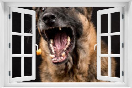 Fototapeta Naklejka Na Ścianę Okno 3D - German Shepherd Dog catching food