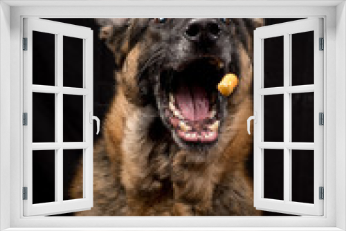 Fototapeta Naklejka Na Ścianę Okno 3D - German Shepherd Dog catching food