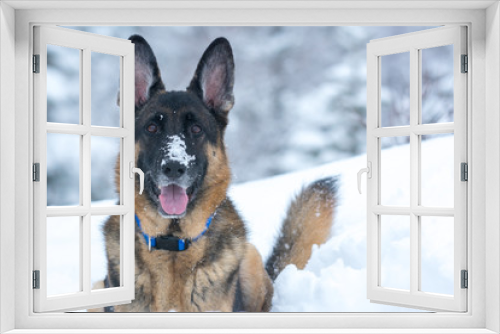 Fototapeta Naklejka Na Ścianę Okno 3D - Germen Shepherd sitting in snow