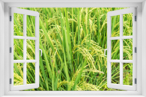 Fototapeta Naklejka Na Ścianę Okno 3D - Close up rice field with blurred background