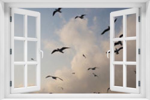 Fototapeta Naklejka Na Ścianę Okno 3D - A flock of birds seagulls