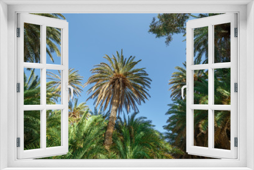 Fototapeta Naklejka Na Ścianę Okno 3D - Crowns of palm trees against the sky