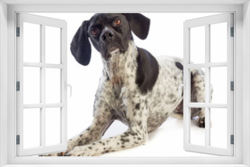 Fototapeta Naklejka Na Ścianę Okno 3D - Black and white hunting dog
