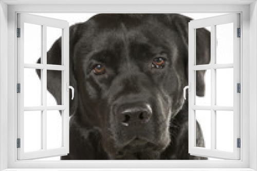 Fototapeta Naklejka Na Ścianę Okno 3D - Black labrador dog portrait. Image taken in a studio.
