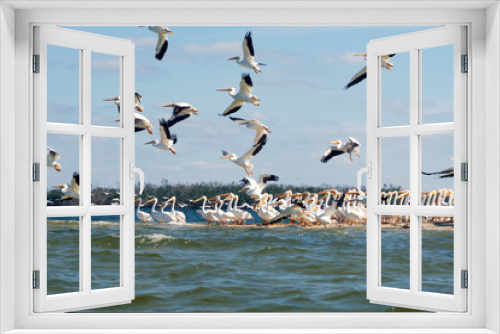 Fototapeta Naklejka Na Ścianę Okno 3D -  Flying and sitting on the island American white pelicans (Pelecanus erythrorhynchos). State of Florida, Gulf of Mexico, USA