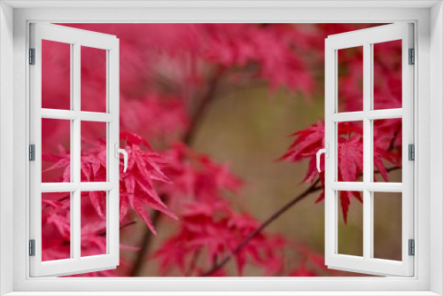 Fototapeta Naklejka Na Ścianę Okno 3D - Japanese Maple 