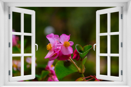 Fototapeta Naklejka Na Ścianę Okno 3D - Pink flower in the garden