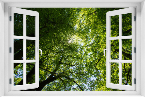 Fototapeta Naklejka Na Ścianę Okno 3D - green dome of thick leaves of trees