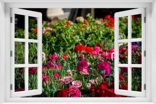 Fototapeta Naklejka Na Ścianę Okno 3D - Horizontl View of Composition of Flowers on Blur Background. Bari, South of Italy