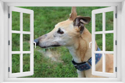 Fototapeta Naklejka Na Ścianę Okno 3D - BEAUTIFUL TAN GREYHOUND DOG