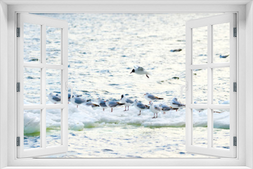 Fototapeta Naklejka Na Ścianę Okno 3D -  feathered seagulls floating on an ice floe along the river