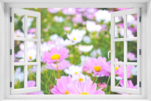 Fototapeta Naklejka Na Ścianę Okno 3D - A beautiful cosmos flowers in garden