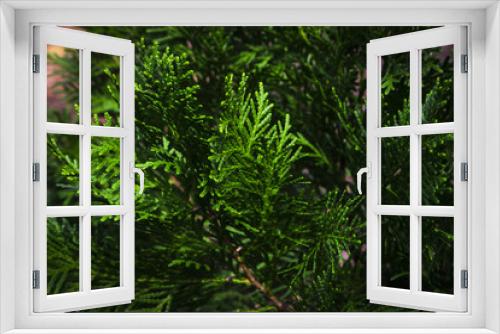 Fototapeta Naklejka Na Ścianę Okno 3D - Orientali Arborvitae plant nature closeup