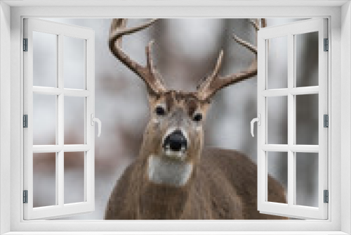 Fototapeta Naklejka Na Ścianę Okno 3D - Whitetailed deer buck