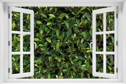 Fototapeta Naklejka Na Ścianę Okno 3D - Natural minimal creative background of bright green leaves of a ficus bush with soft light. Sheared evergreen hedge