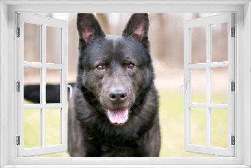 Fototapeta Naklejka Na Ścianę Okno 3D - A black German Shepherd mixed breed dog outdoors