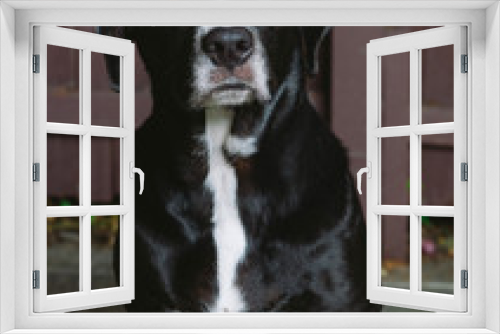 Fototapeta Naklejka Na Ścianę Okno 3D - Pitbull labrador mix black and white dog portrait