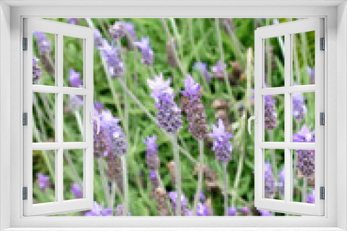 Fototapeta Naklejka Na Ścianę Okno 3D - lavender farm.