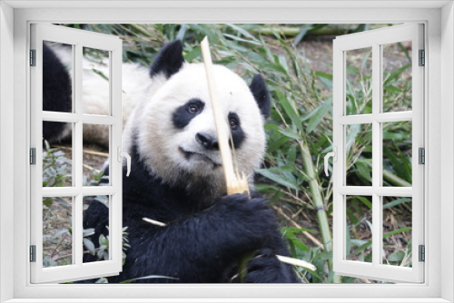 Fototapeta Naklejka Na Ścianę Okno 3D - Funny Action of Giant Panda when Eating Bamboo, Chengdu, China
