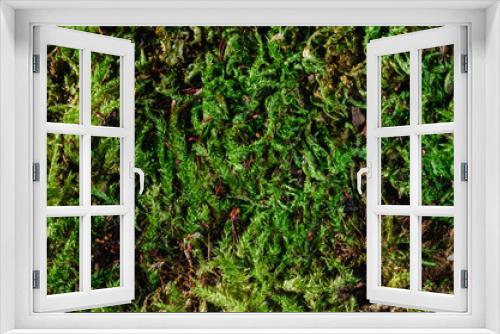 Fototapeta Naklejka Na Ścianę Okno 3D - Forest green moss close-up