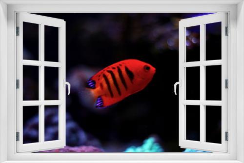 Fototapeta Naklejka Na Ścianę Okno 3D - Flame Angelfish in reef tank