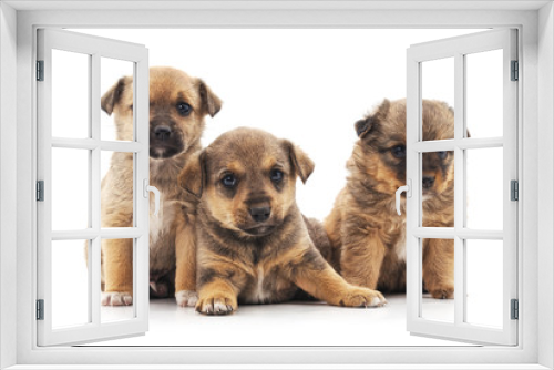Fototapeta Naklejka Na Ścianę Okno 3D - Three little puppies.