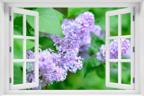 Fototapeta Naklejka Na Ścianę Okno 3D - Lilac. Beauty in natutre. Lilac garden. Spring flowers background.