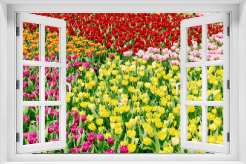 Fototapeta Naklejka Na Ścianę Okno 3D - Colorful flowers tulips in the garden