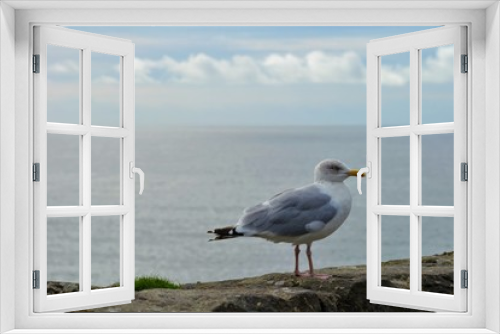 Fototapeta Naklejka Na Ścianę Okno 3D - Standing seagul with ocean background
