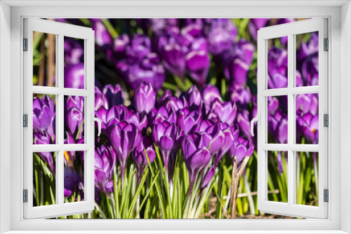 Fototapeta Naklejka Na Ścianę Okno 3D - purple crocus flower field under the sun
