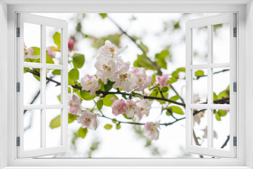 Fototapeta Naklejka Na Ścianę Okno 3D - Cherry blossom