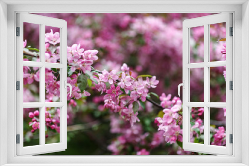 Fototapeta Naklejka Na Ścianę Okno 3D - Blooming tree at spring, fresh pink flowers
