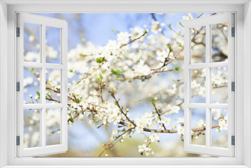 Fototapeta Naklejka Na Ścianę Okno 3D - Spring beauty background. Blooming white Flowers of trees on the blue sky background