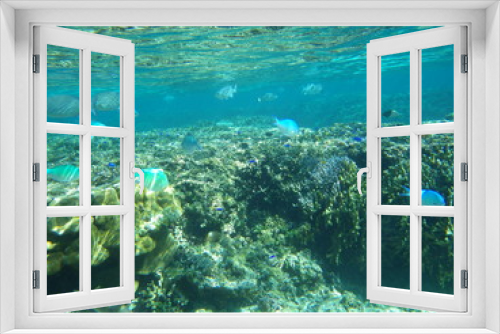 Fototapeta Naklejka Na Ścianę Okno 3D - 南のサンゴと魚