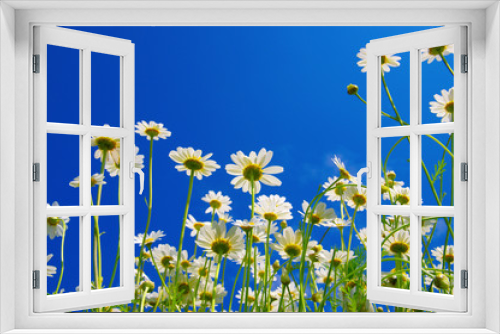 Fototapeta Naklejka Na Ścianę Okno 3D - White camomiles on blue sky