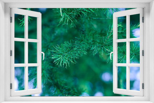 Fototapeta Naklejka Na Ścianę Okno 3D - Spruce branch with needles, soft focus, blue and green tones