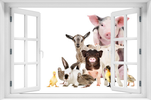 Fototapeta Naklejka Na Ścianę Okno 3D - Group of cute farm animals together, isolated on white background