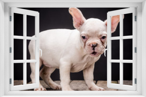 Fototapeta Naklejka Na Ścianę Okno 3D - French bulldog