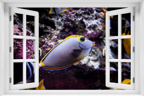 Fototapeta Naklejka Na Ścianę Okno 3D - Beautiful colorful exotic fish swimming in front of a coral background. Fish closeup inside a big aquarium. Captive concept.