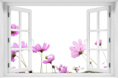 Fototapeta Naklejka Na Ścianę Okno 3D - pink cosmos flower isolated on white background